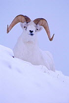 Dall sheep ram portrait in snow {Ovis dalli} Yukon, USA