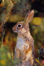 Desert cottontail rabbit portrait {Sylvilagus audubonii} Sonoran desert, Arizona, USA