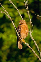 Red-shouldered hawk portrait {Buteo lineatus} Louisiana, USA