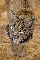 Spanish / Iberian lynx portrait {Lynx pardina} Spain, endangered, captive