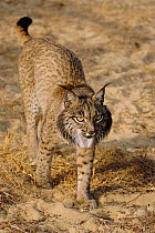 Spanish / Iberian lynx portrait {Lynx pardina} Spain, endangered, captive