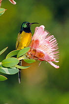 Orange breasted sunbird on Protea flower {Nectarinia violacea} South Africa