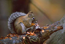 Mount graham red squirrel {Tamiasciurus hudsonicus grahamensis} USA