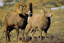 Bighorn sheep, ram + ewe {Ovis canadensis} Rocky mountains, Colorado, USA