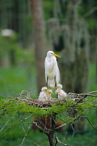 Great egret at nest with chicks {Ardea alba} Louisiana, USA