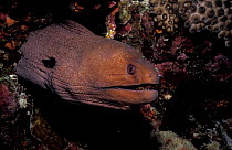 Giant moray eel {Gymnothorax javanicus} Maldives