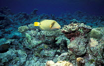 Orange striped triggerfish on coral reef {Balistapus undulatus} Maldives