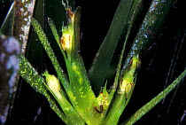 Neptune grass flowers {Posidonia oceanica} Menorca,