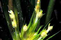 Neptune grass flowers {Posidonia oceanica} Menorca