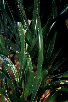Neptune grass {Posidonia oceanica} Mediterranean