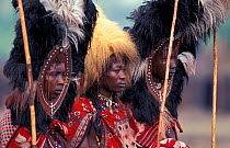 Masai warriors, headresses of Ostrich feather + Lion mane, Eunoto ceremony, Mara, Kenya