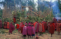 Masai tribesmen erecting O-shingira house, Eunoto ceremony, Mara, Kenya