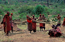 Masai women carrying wood for building house, Eunoto ceremony, Mara, Kenya