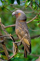 Kaka parrot portrait {Nestor meridionalis} North Island, New Zealand