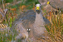 Cereopsis /Cape barren goose sheltering gosling under wing {Cereopsis novaehollandiae}