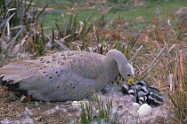 Cereopsis / Cape barren goose + goslings at nest {Cereopsis novaehollandiae}
