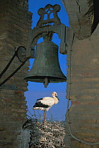 White stork nesting beside bell tower {Ciconia ciconia} Spain