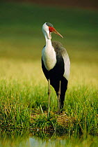 Wattled crane portrait {Bugeranus carunculatus} South Africa, endangered