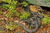 Timber rattlesnakes with young {Crotalus horridus} Pennsylvania, USA