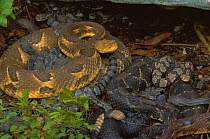 Timber rattlesnakes with young {Crotalus horridus} Pennsylvania, USA