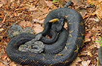 Timber rattlesnake with young {Crotalus horridus} Pennsylvania, USA