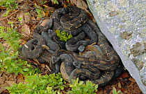 Timber rattlesnakes emerging from den under rock {Crotalus horridus}