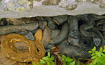 Timber rattlesnakes emerging from den under rock {Crotalus horridus}