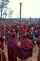 Warriors erect ceremonial log during masai Eunoto ceremony. Mara region, Kenya.
