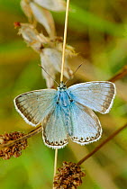 Chalkhill blue butterfly portrait {Polyommatus coridon} UK