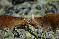 Young Spanish ibex sparring {Capra pyrenaica} Spain