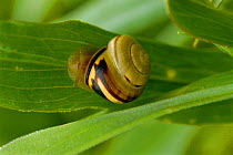 Banded snail {Cepea sp} UK