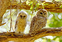 Mexican spotted owl with fledgling {Strix occidentalis lucida} Arizona, USA