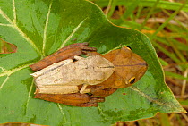 Map tree frog pair mating {Hyla geographica} tropical rainforest, Peru