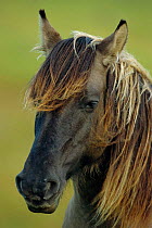 Rum pony head portrait {Equus caballus} Isle of Rum, Scotland, UK