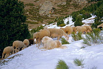 Pyrenean mountain dog protecting flock of Sheep {Canis familiaris} Pyrenees, France