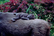 Young Mountain gorilla resting on mother's back {Gorilla beringei} captive