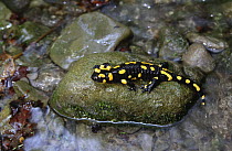 Salamander {Salamandra maculosa} Gorce Mountains