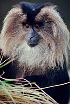 Liontail macaque portrait {Macaca silenus}