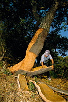 Harvesting cork from Cork oak tree {Quercus suber} Spain