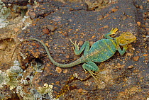 Collared lizard {Crotaphytus collaris} Colorado, USA