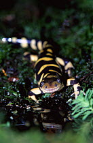 Tiger salamander {Ambystoma tigrinum}, native to North America.