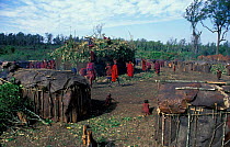 Masai tribesmen erecting O-shingira house, Eunoto ceremony, Mara, Kenya house used