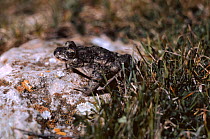 Parsley frog {Pelodytes punctatus} Spain