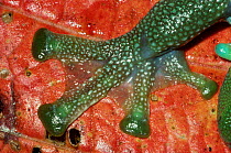 Close up of foot of Glass frog showing pads {Centrolenella sp} Ecuador