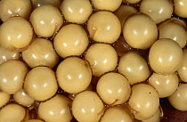 Close-up of eggs of Midwife toad {Alytes obstetricans} Spain