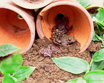 Midwife toad carrying eggs on back in flower pot {Alytes obstetricans} UK