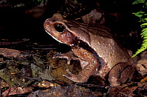 Blomberg's giant toad {Bufo blombergi} Ecuador