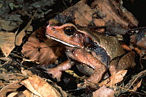 Blomberg's giant toad on leaf litter {Bufo blombergi} Ecuador