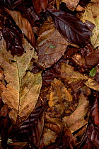 Crested toad in leaf litter {Bufo typhonius} Iwokrama reserve, Guyana