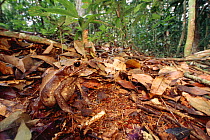 Toad camouflaged against tropical rainforest floor {Bufo guttatus} Iwokrama Reserve, Guyana